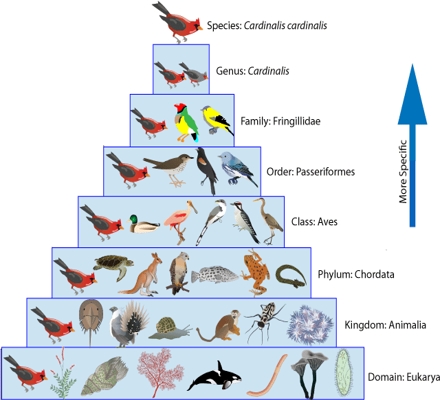Animal Systematics and Taxonomy