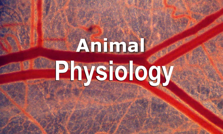 Animal Physiology  (ZOO-CC-511)