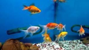 Aquarium Keeping and Ornamental Fish Rearing