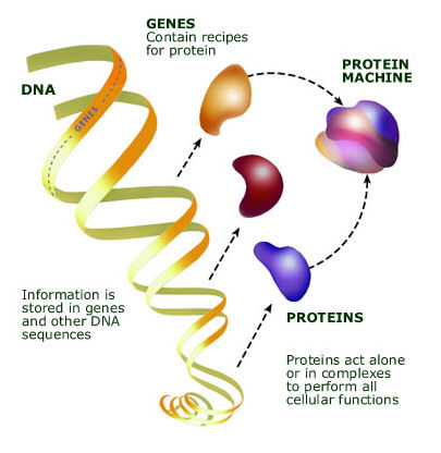 MOLECULAR GENETICS-GENOMICS